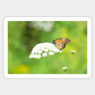 The Monarch on Queen Anne's Lace Sticker